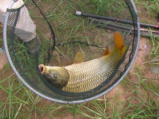 鄭州黃河鯉魚