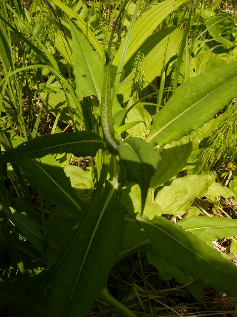 野生的燕尾菜