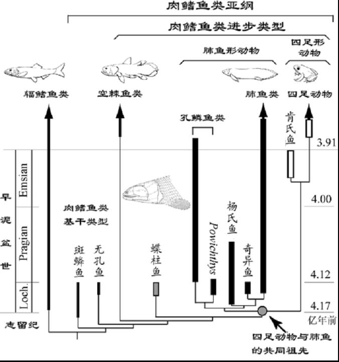 硬骨魚綱關係