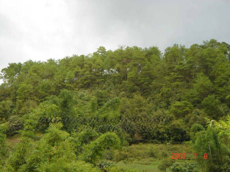 水花塘村