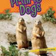 Let\x27s Look at Prairie Dogs