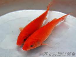 萬安玻璃紅鯉魚