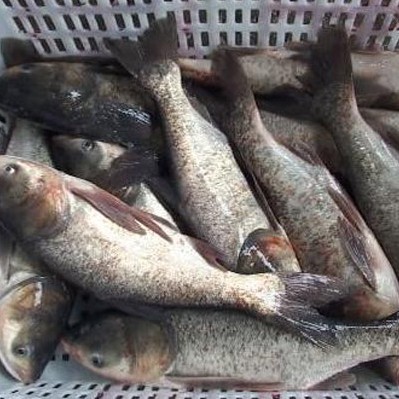 連環湖麻鰱魚