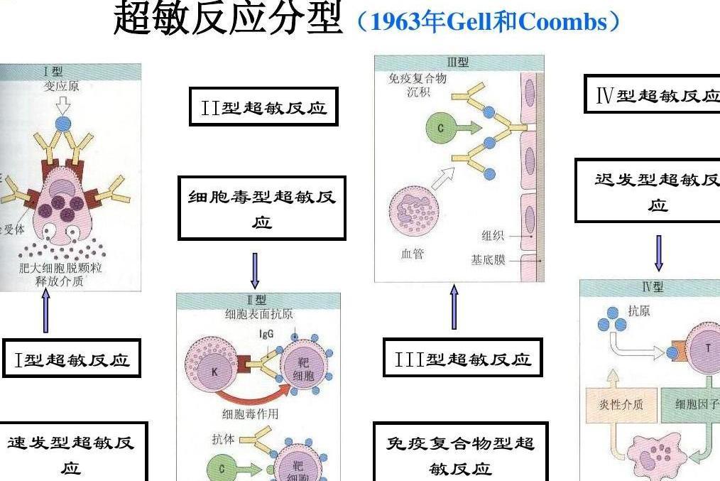 遲發性超敏反應