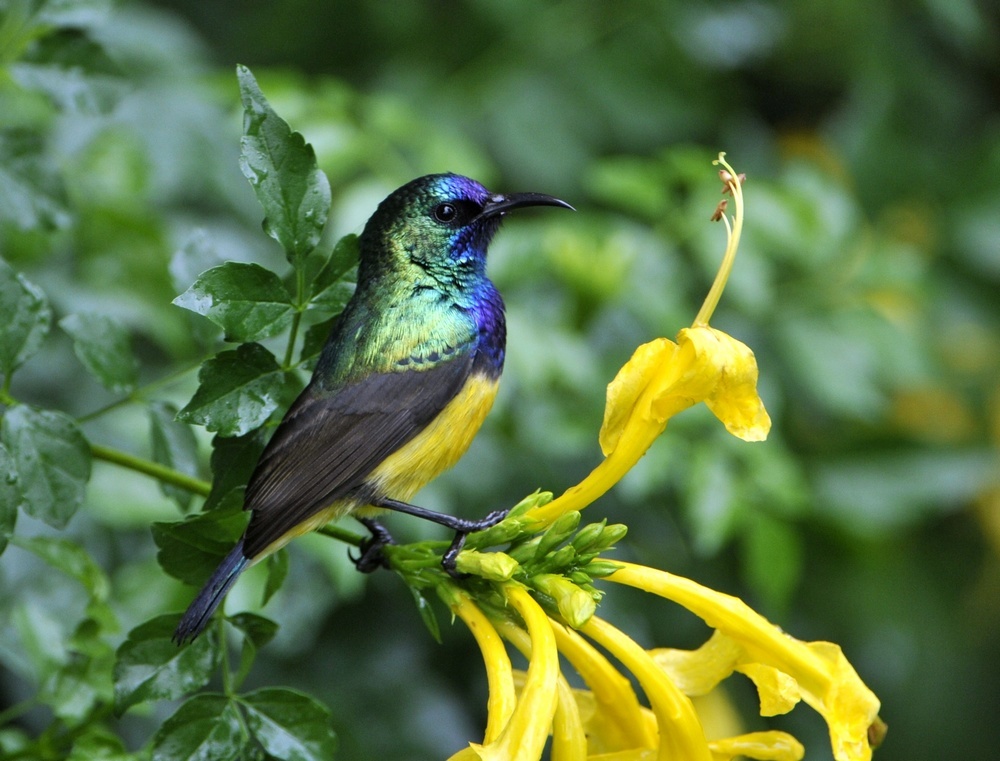 藍枕花蜜鳥雲南亞種