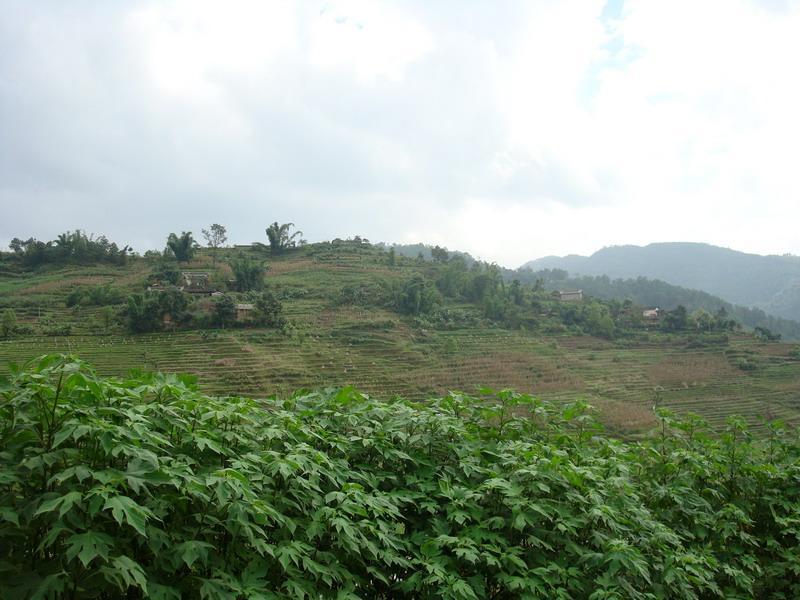 迤柳樹田村