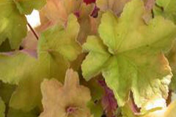 Heuchera \x27Caramel\x27