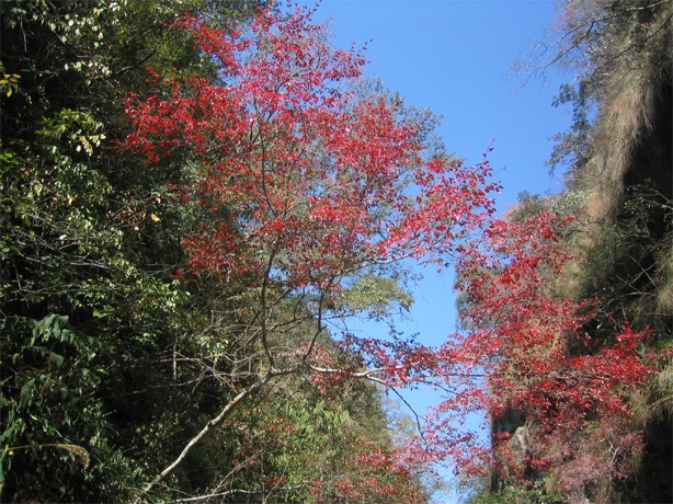 天成岩