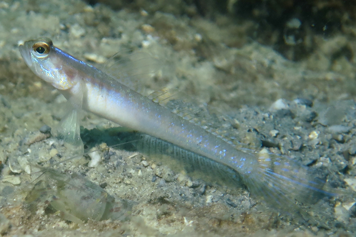 梵蝦虎魚屬