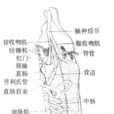 枝觸星蟲屬