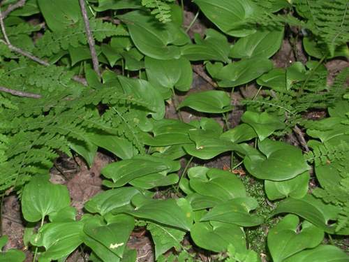 泰山野菜