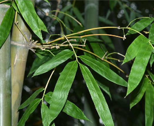 大葉慈(梁山慈)