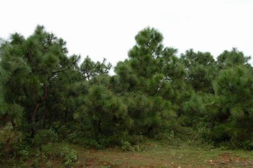 草鞋田村(雲南富源縣黃泥河鎮下轄村)