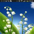 May Lilies HD live wallpaper