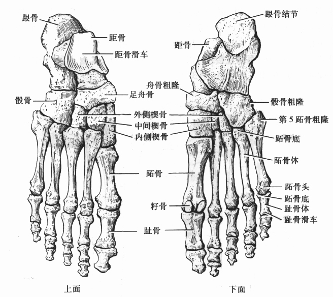 足骨