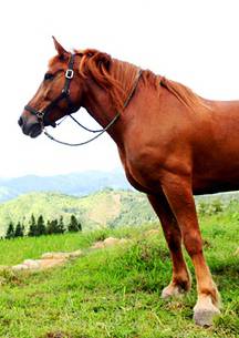 山那邊有匹馬