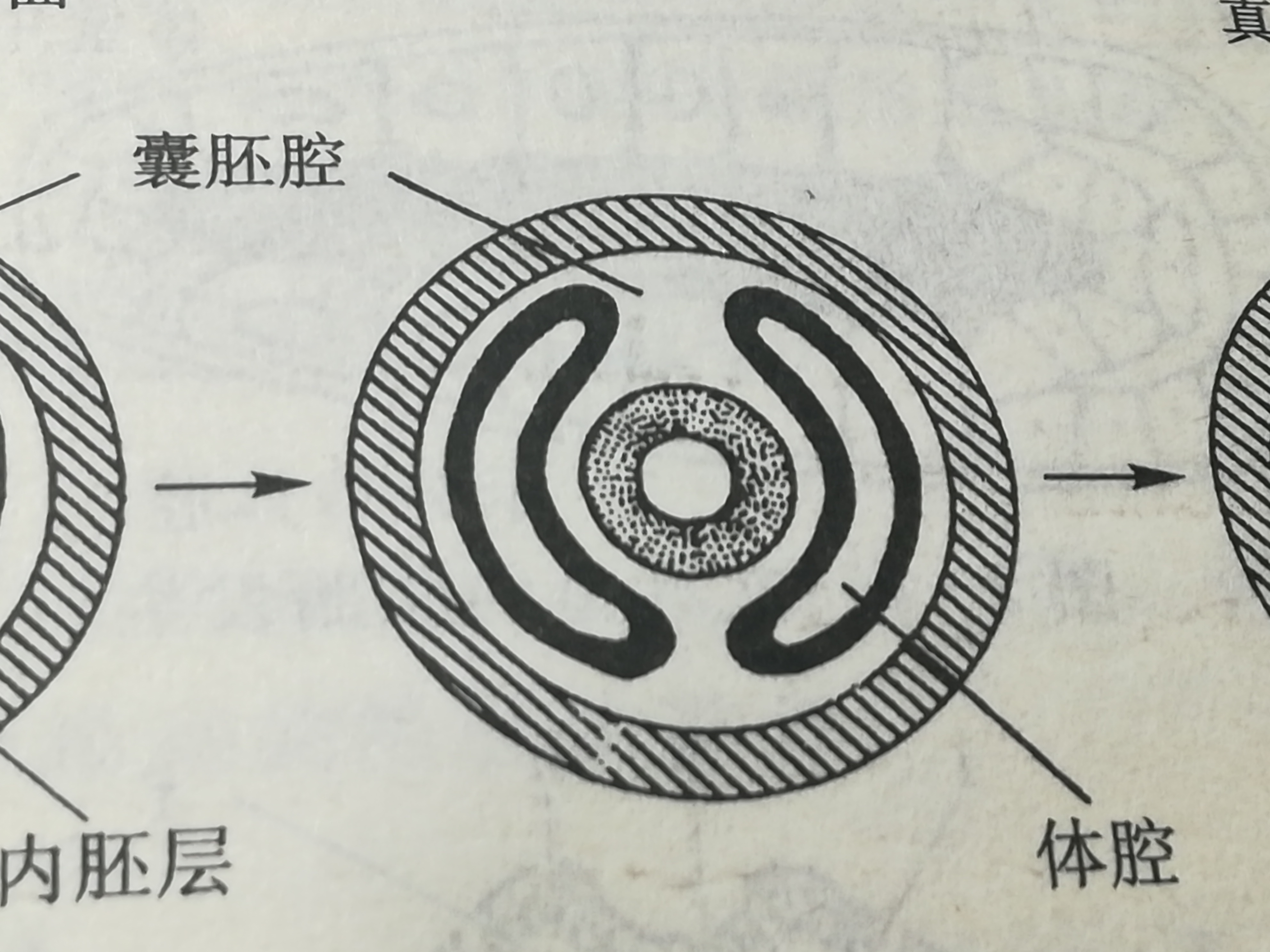 端細胞法