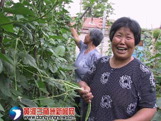 六戶鎮北辛村菜園