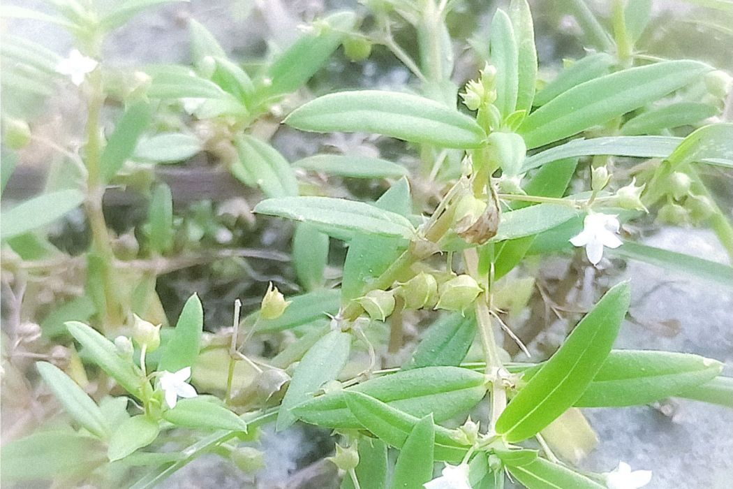 南崑山耳草