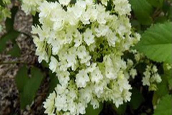 Hydrangea arborescens \x27Hayes Starburst\x27