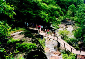 文坊鎮雲霧茶產地天華山