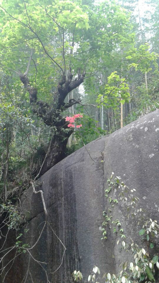 兔耳嶺風景