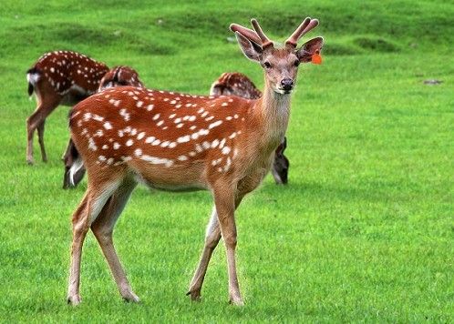 黑大門國家森林公園