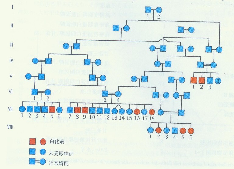 親屬效應