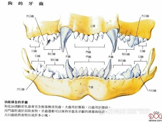 狗的牙齒結構