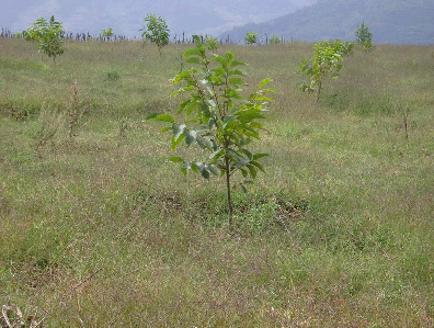 核桃種植業