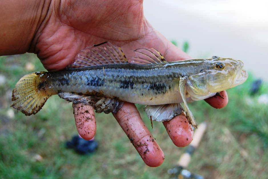 舌鰕虎魚(舌蝦虎魚)