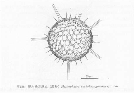 厚六角日球蟲