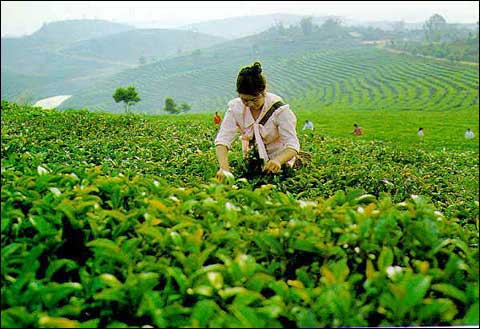 蒙洱茶