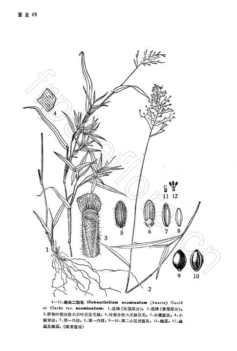 漸尖二型花（原變種）