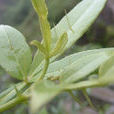 入地金牛(植物)