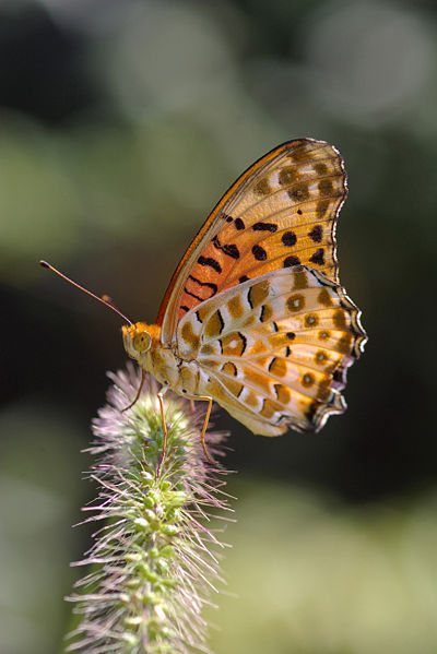 斐豹蛺蝶(Argynnis hyperbius)