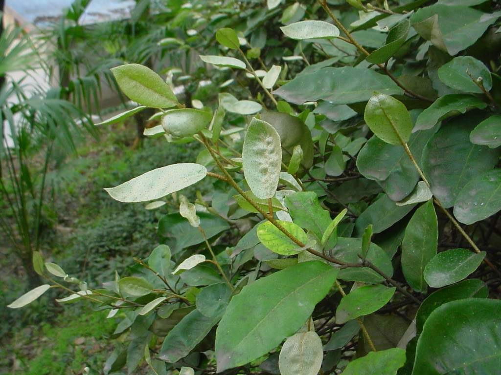 木里胡頹子（變種）