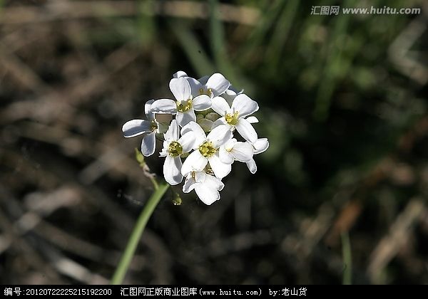 燥原薺屬