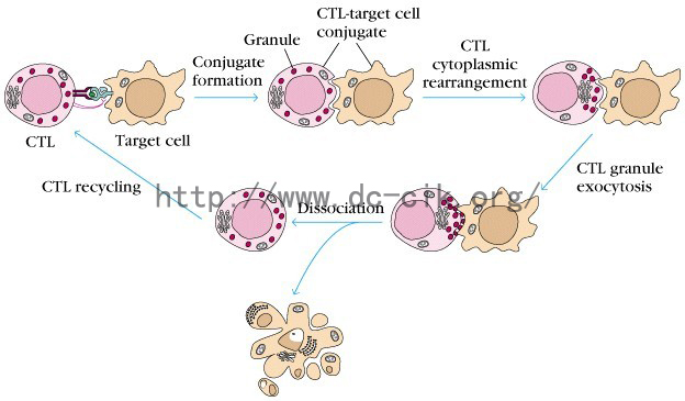 ACTL