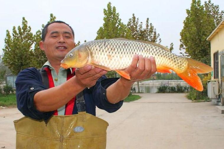 東阿黃河鯉魚