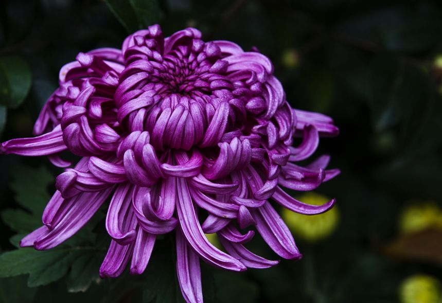 紫菊屬