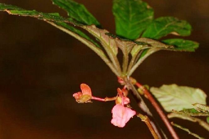 掌葉秋海棠無性系1號