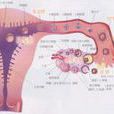 排卵過程
