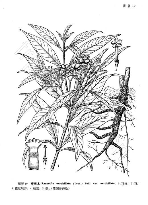 蘿芙木（原變種）