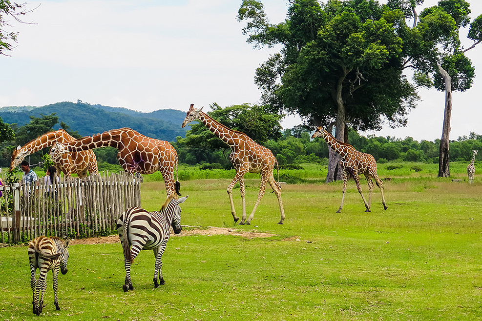 野生動物自然保護區旅遊景觀