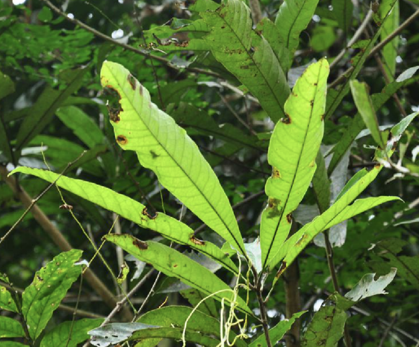 思茅木姜子(思茅木姜子（變種）)