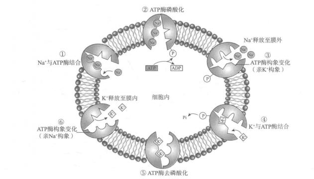 Na+-K+ 泵的工作原理