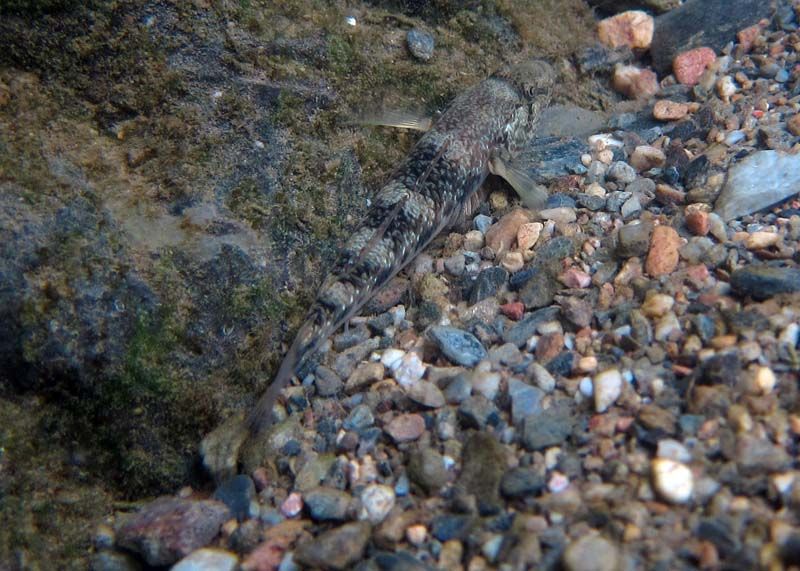 子陵吻蝦虎魚