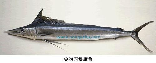 尖吻四鰭旗魚