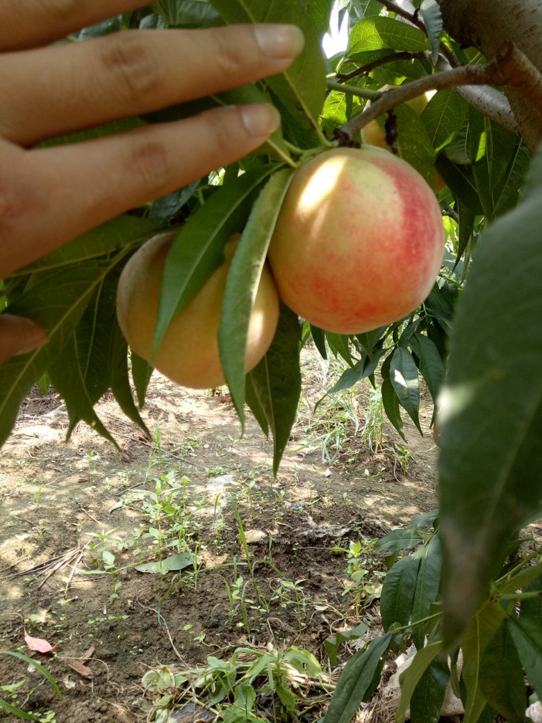 紅華(植物)